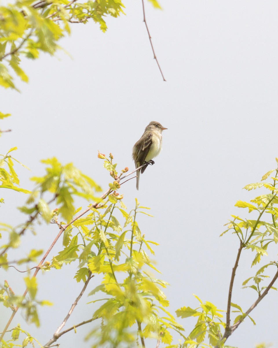 Alder Flycatcher - ML79706931