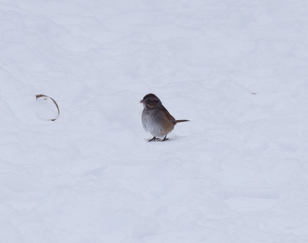 Swamp Sparrow - ML79708101