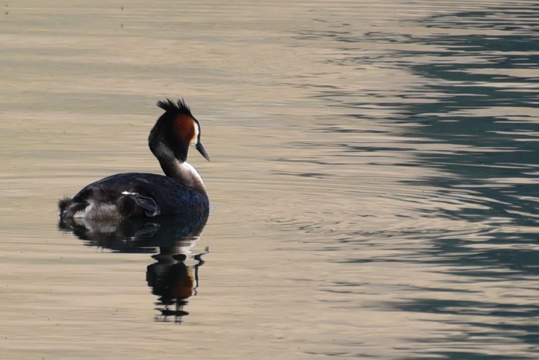 Great Crested Grebe - ML79709731