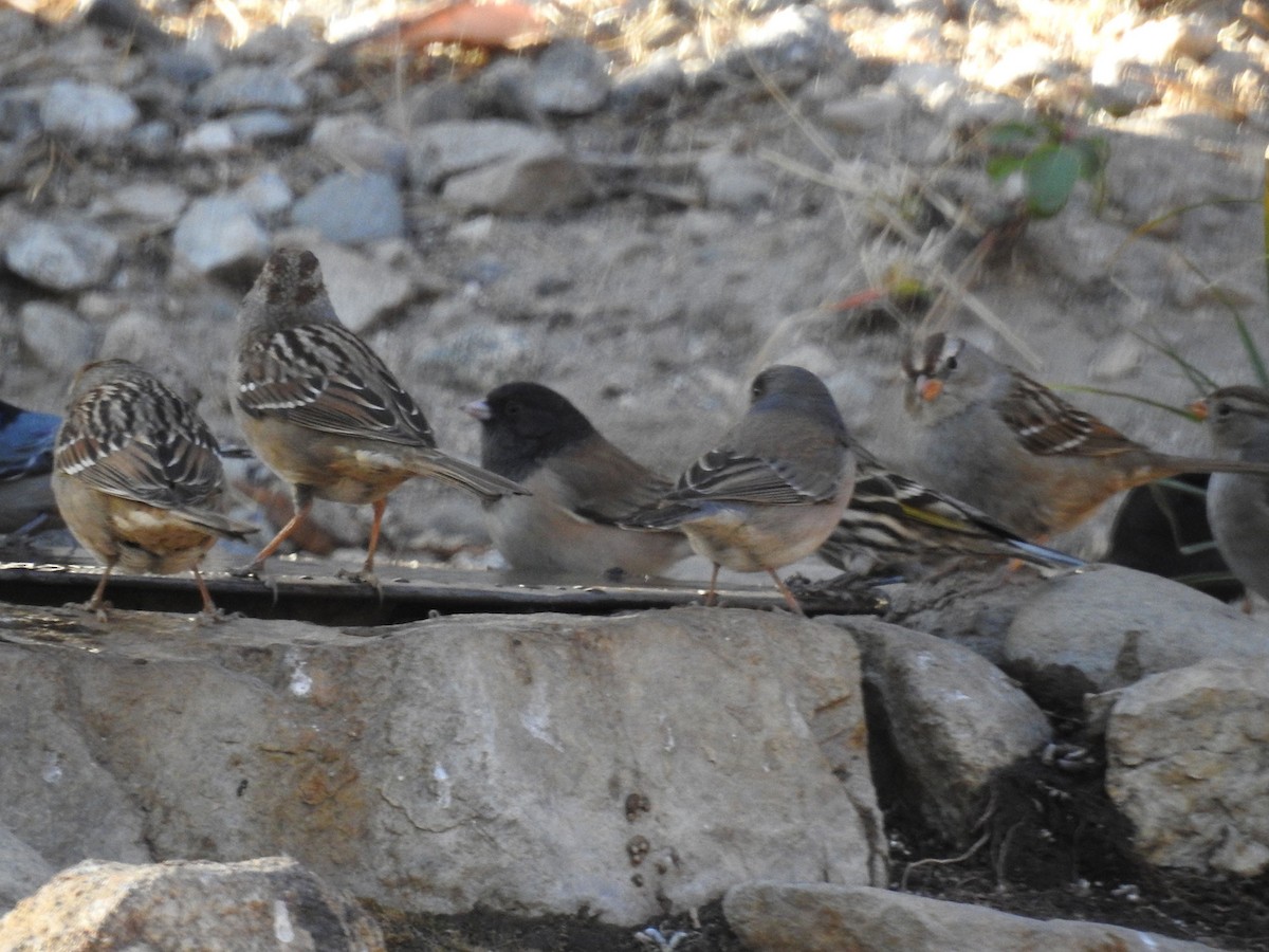 White-crowned Sparrow - ML79709831