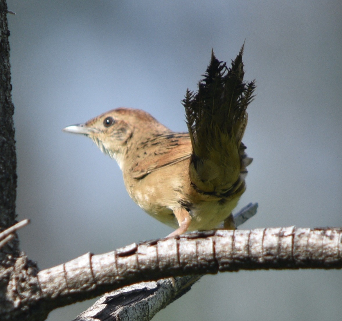 Tawny Grassbird - Bashir Khan