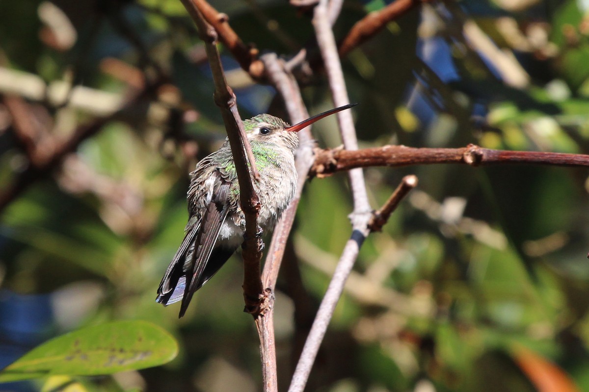 Broad-billed Hummingbird - ML79713191