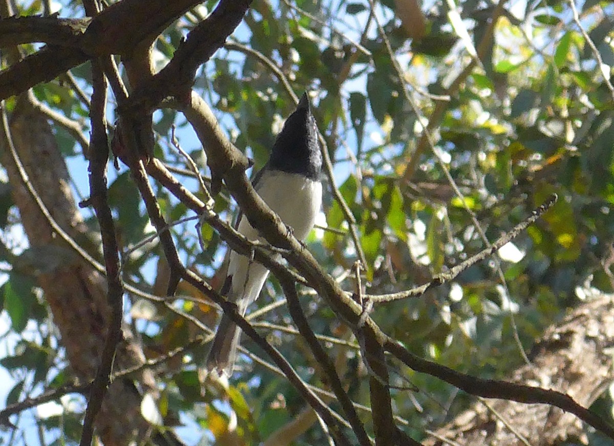 Leaden Flycatcher - Tony Nairn