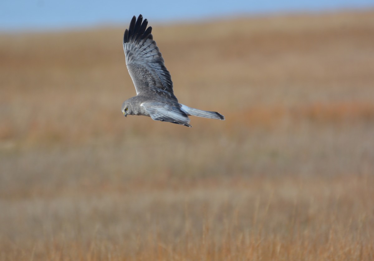 Northern Harrier - Richard Garrigus