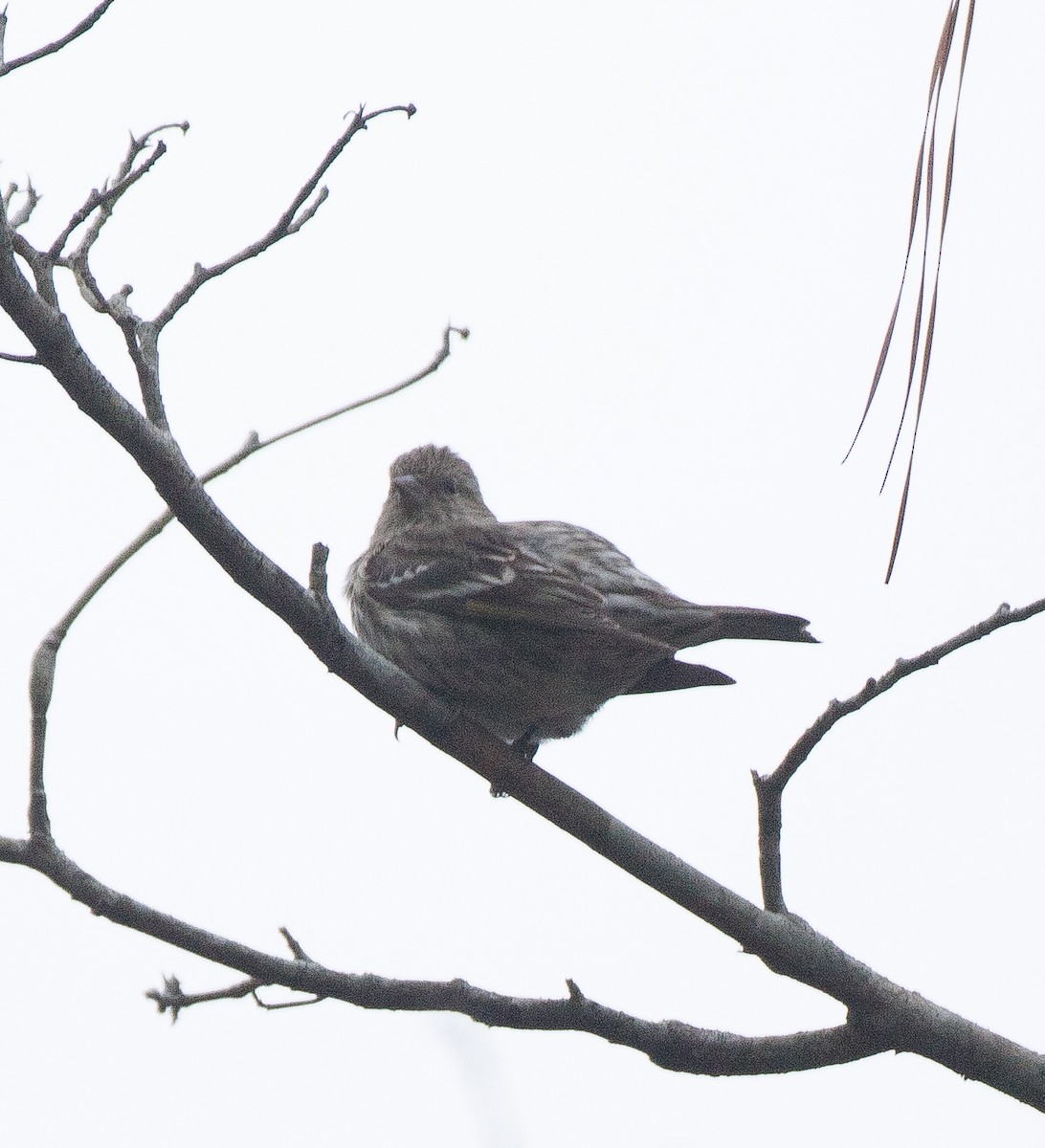 Pine Siskin - ML79717421