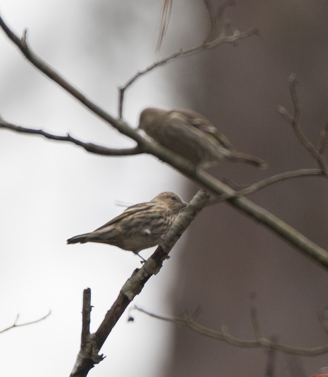 Pine Siskin - Sig Olsen