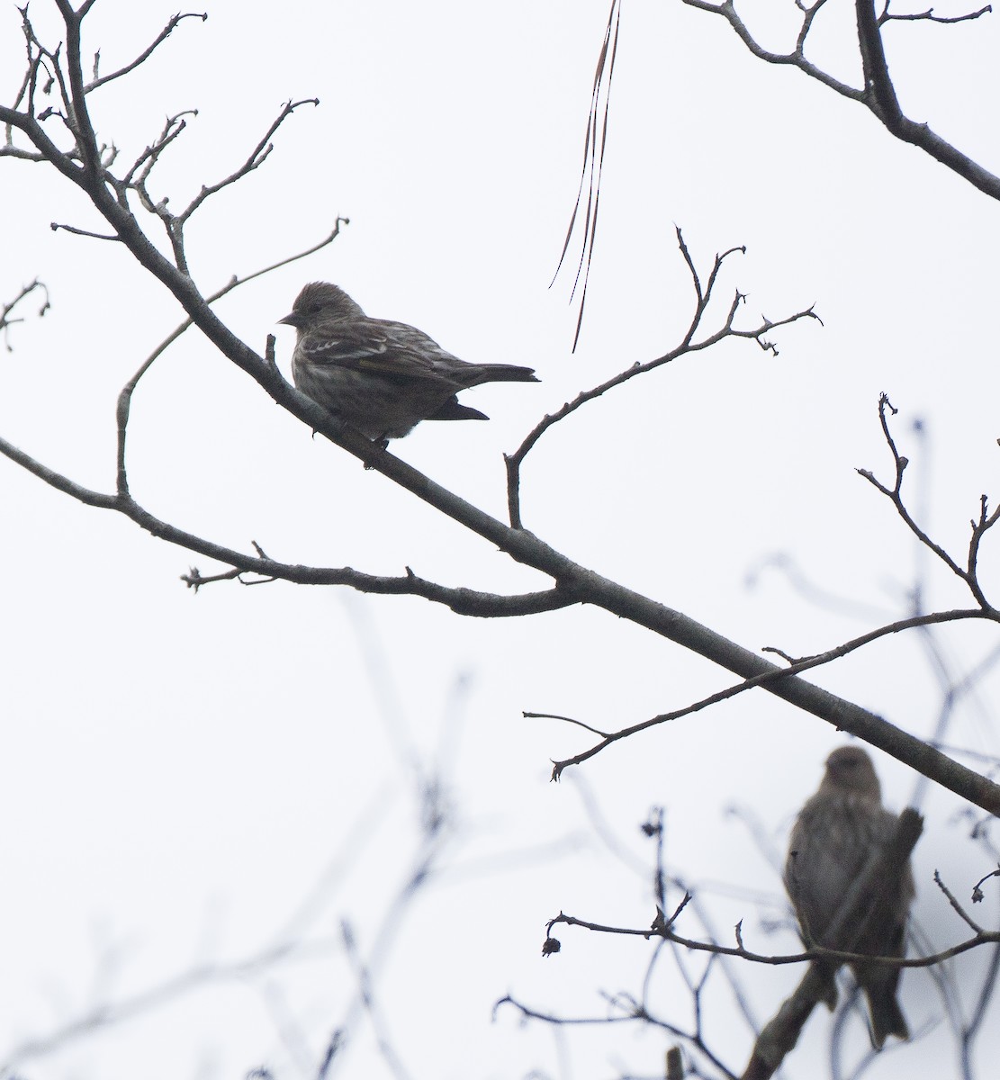 Pine Siskin - Sig Olsen