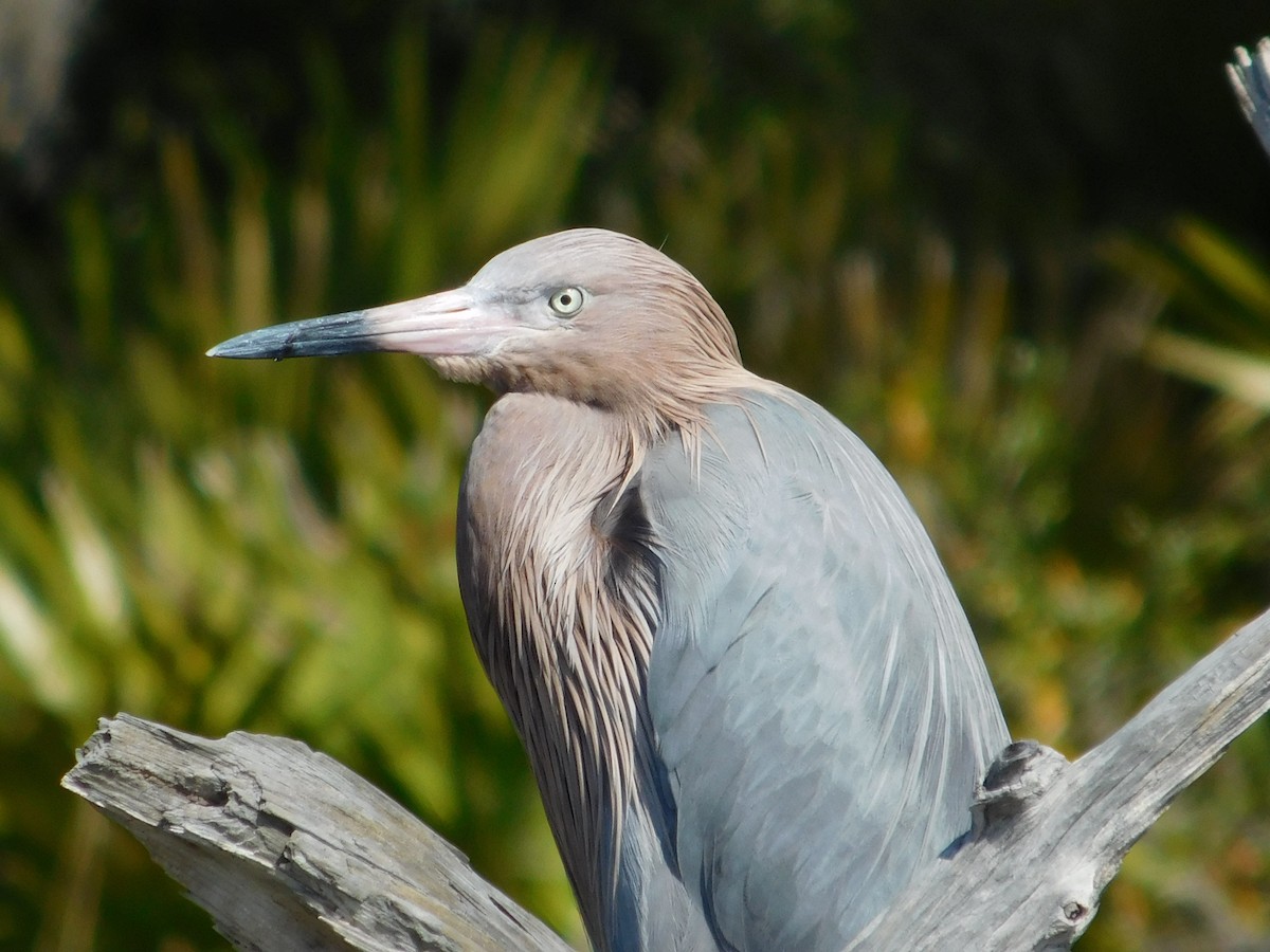 Reddish Egret - ML79718631