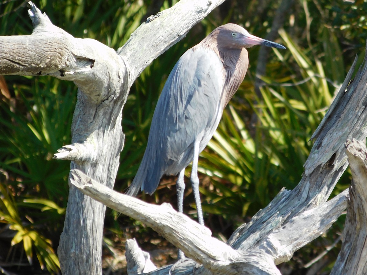 Reddish Egret - ML79718641