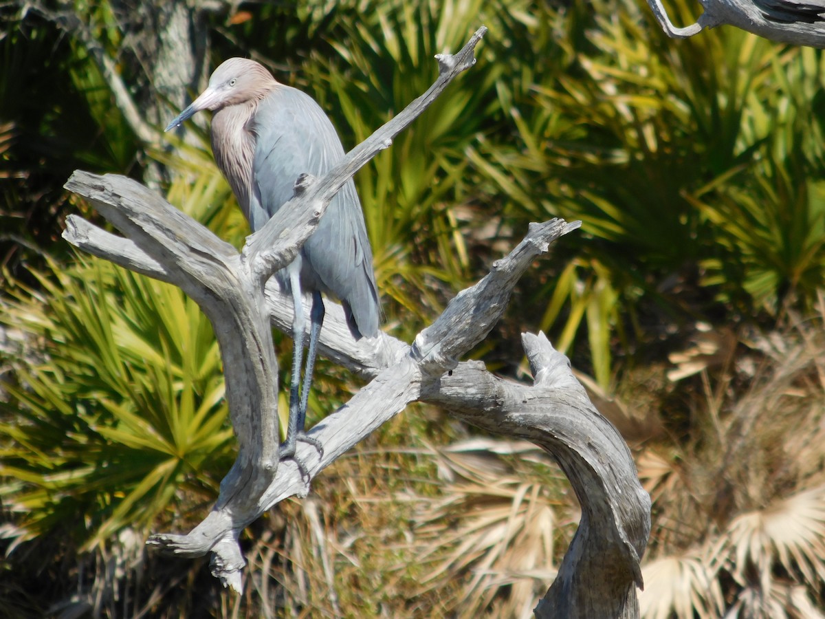 Reddish Egret - ML79718651