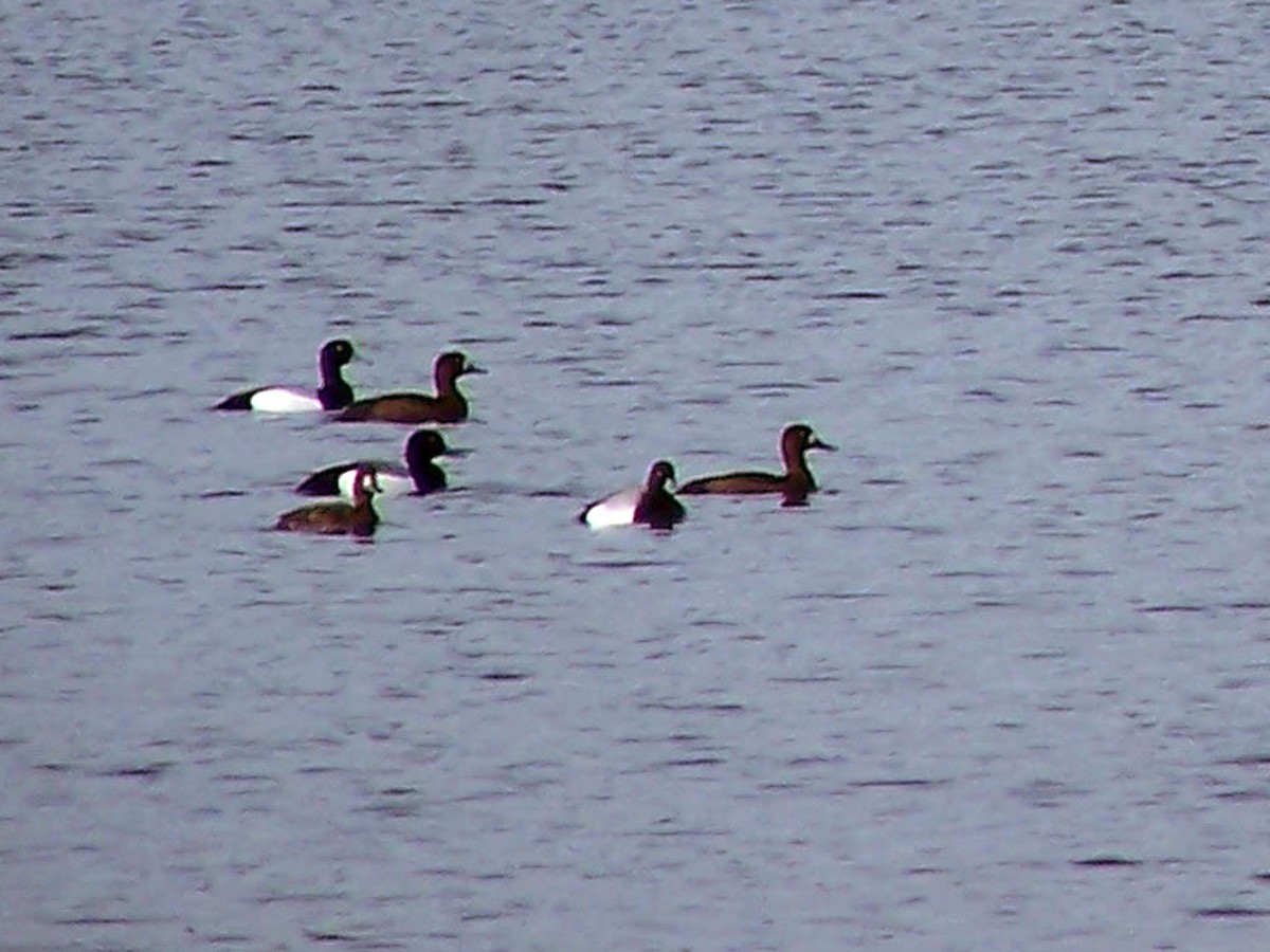 Greater Scaup - Louis Imbeau