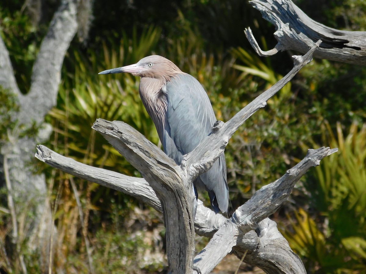 Reddish Egret - ML79718711