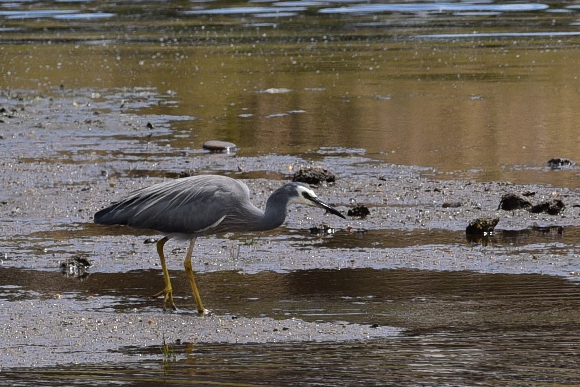 White-faced Heron - ML79718811