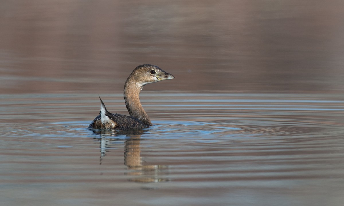 Pied-billed Grebe - ML79718961