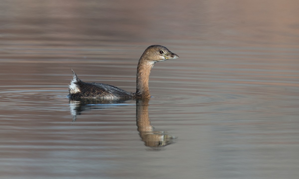 Pied-billed Grebe - ML79718971