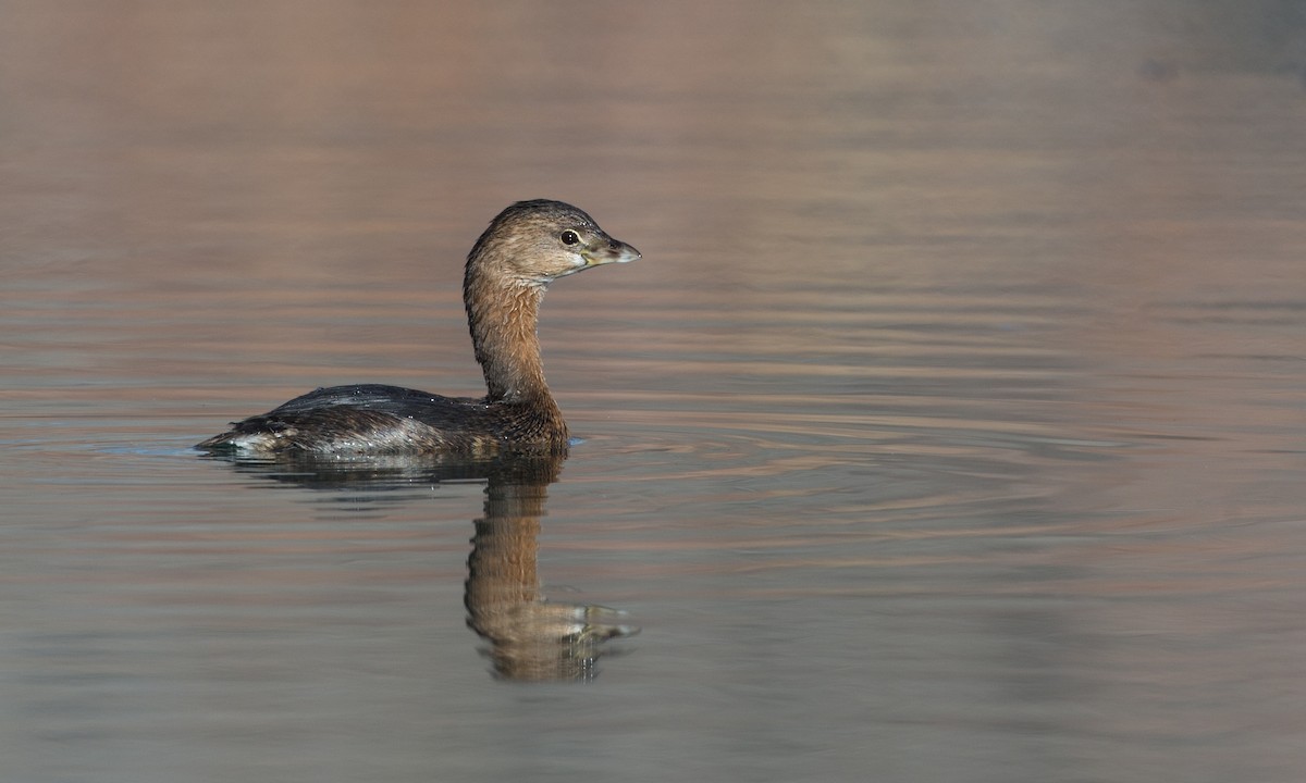 Pied-billed Grebe - ML79718991