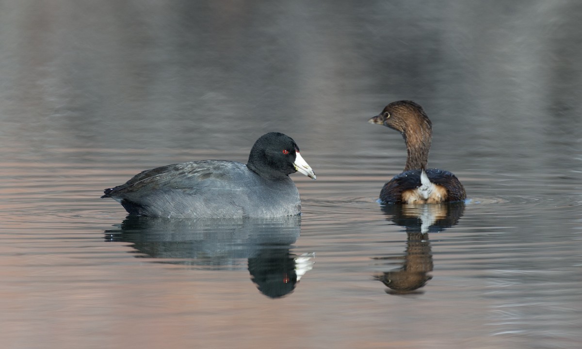 Pied-billed Grebe - Chris Wood