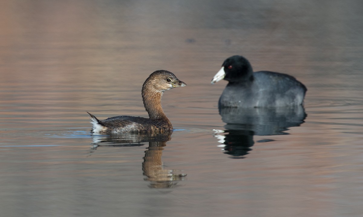 Pied-billed Grebe - ML79719011