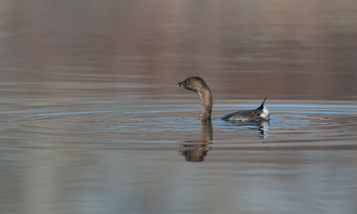 Pied-billed Grebe - ML79719031