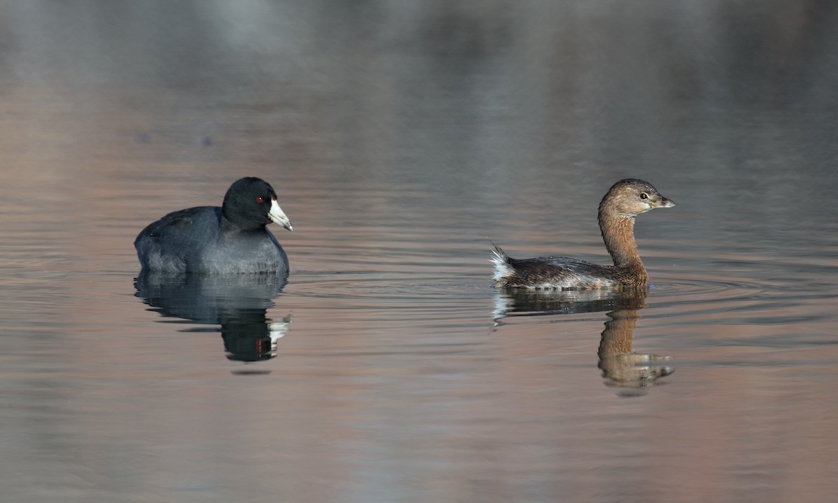 Pied-billed Grebe - ML79719051