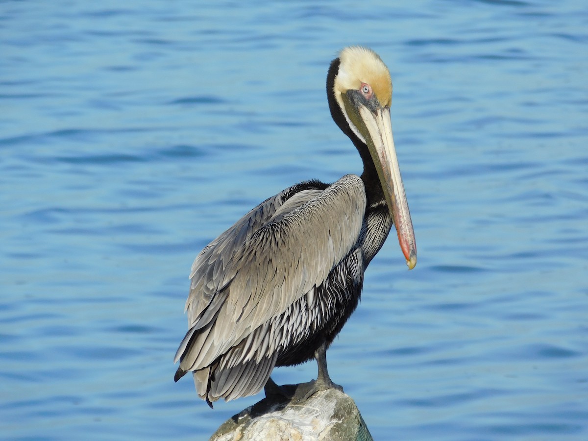 Brown Pelican - Bee Breutinger