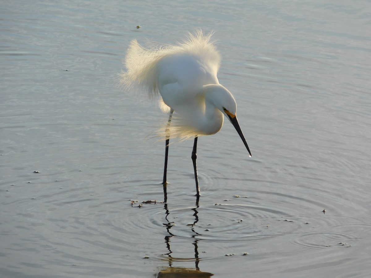 Snowy Egret - ML79721111