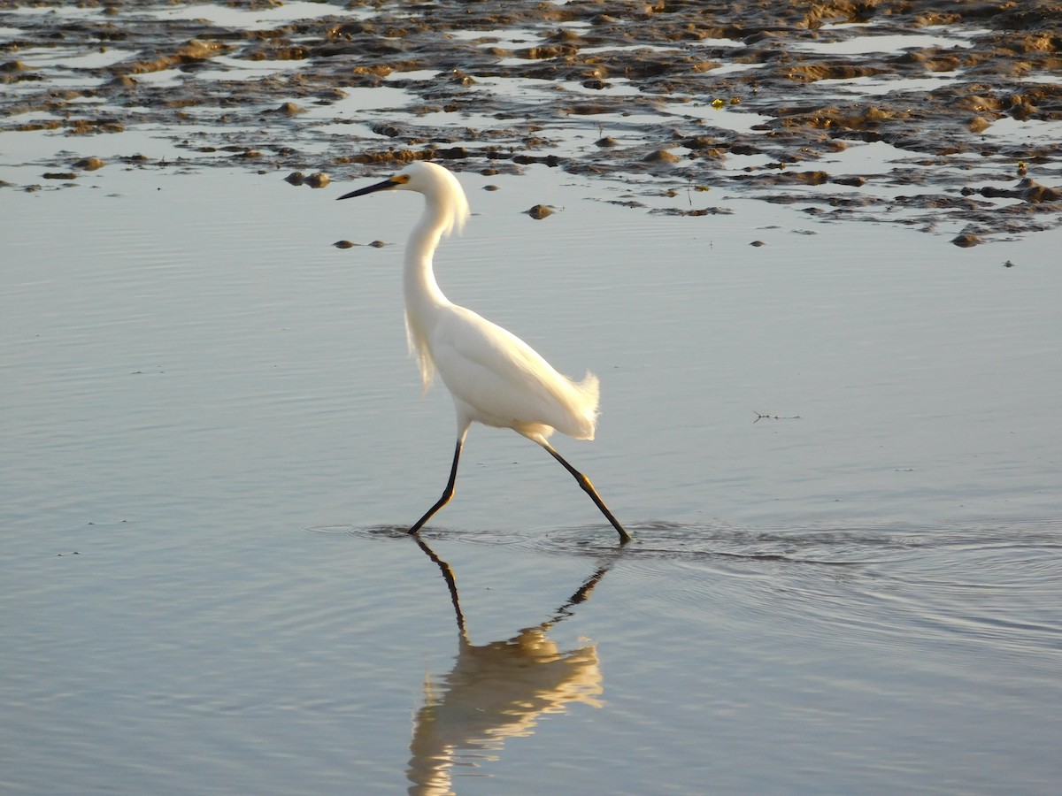 Snowy Egret - Bee Breutinger