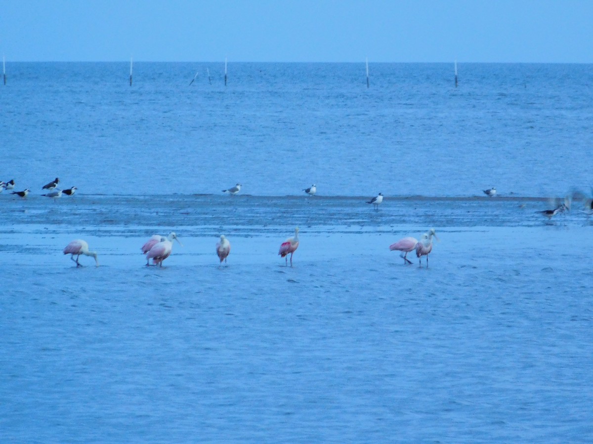 Roseate Spoonbill - Bee Breutinger