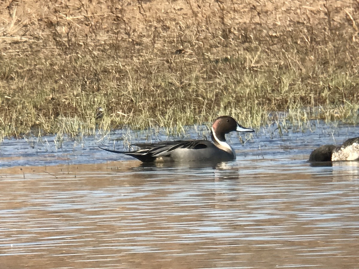 Northern Pintail - ML79721281