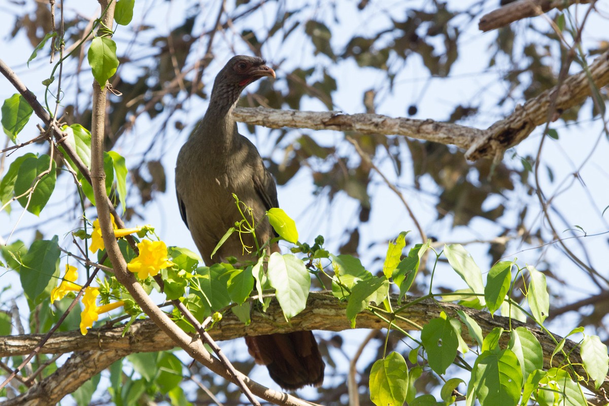 Chaco Chachalaca - Lindy Fung