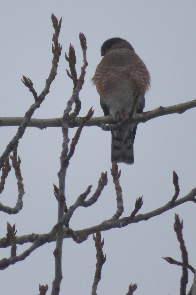 Sharp-shinned Hawk - ML79722801