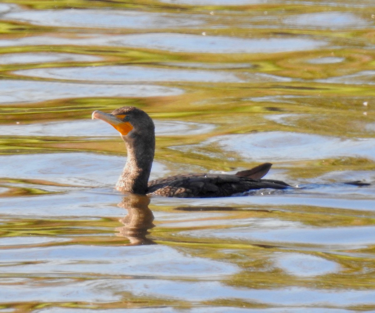 Double-crested Cormorant - Van Remsen