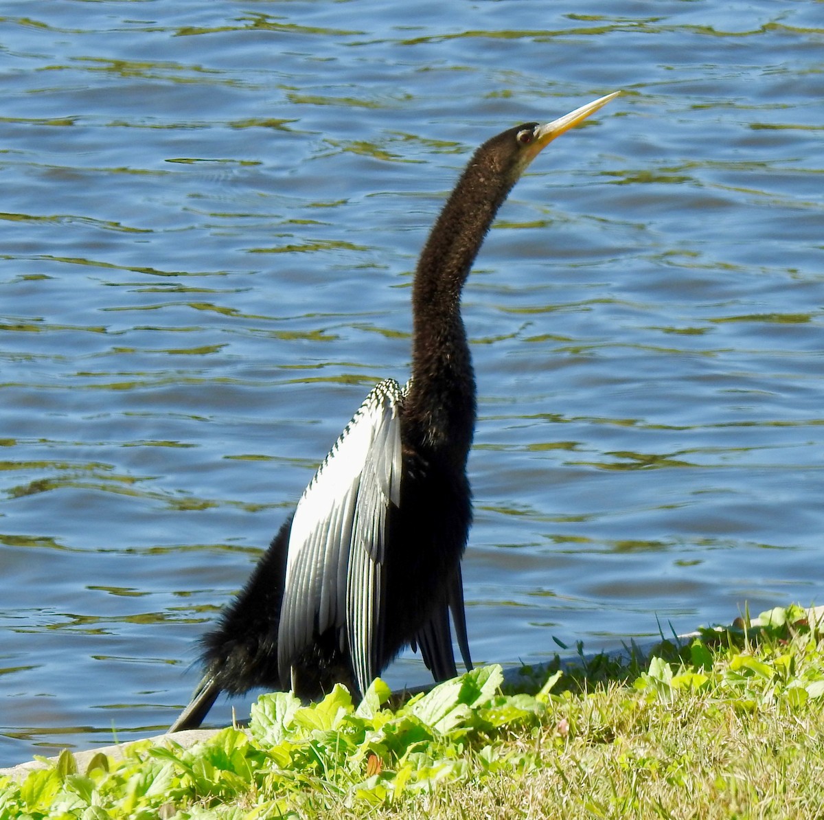 Anhinga Americana - ML79723811