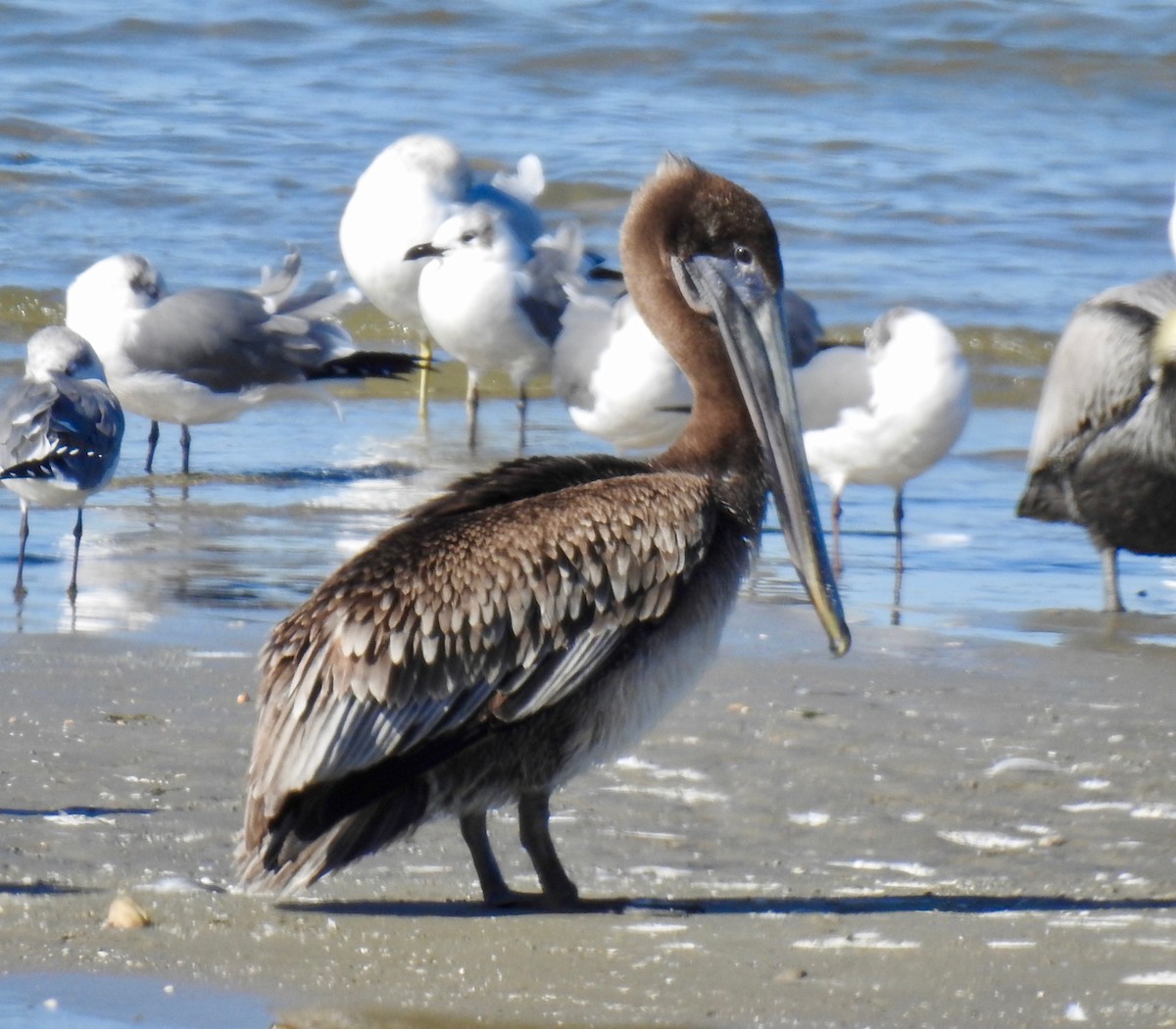 Brown Pelican - Van Remsen