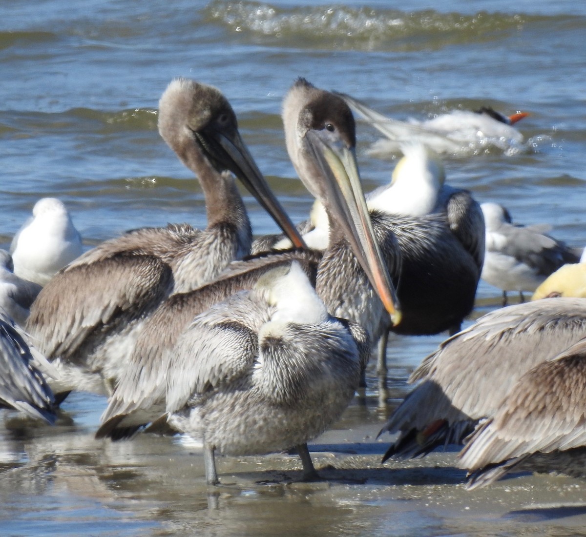 Brown Pelican - ML79723991