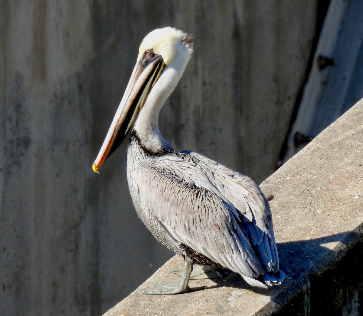 Brown Pelican - ML79724011