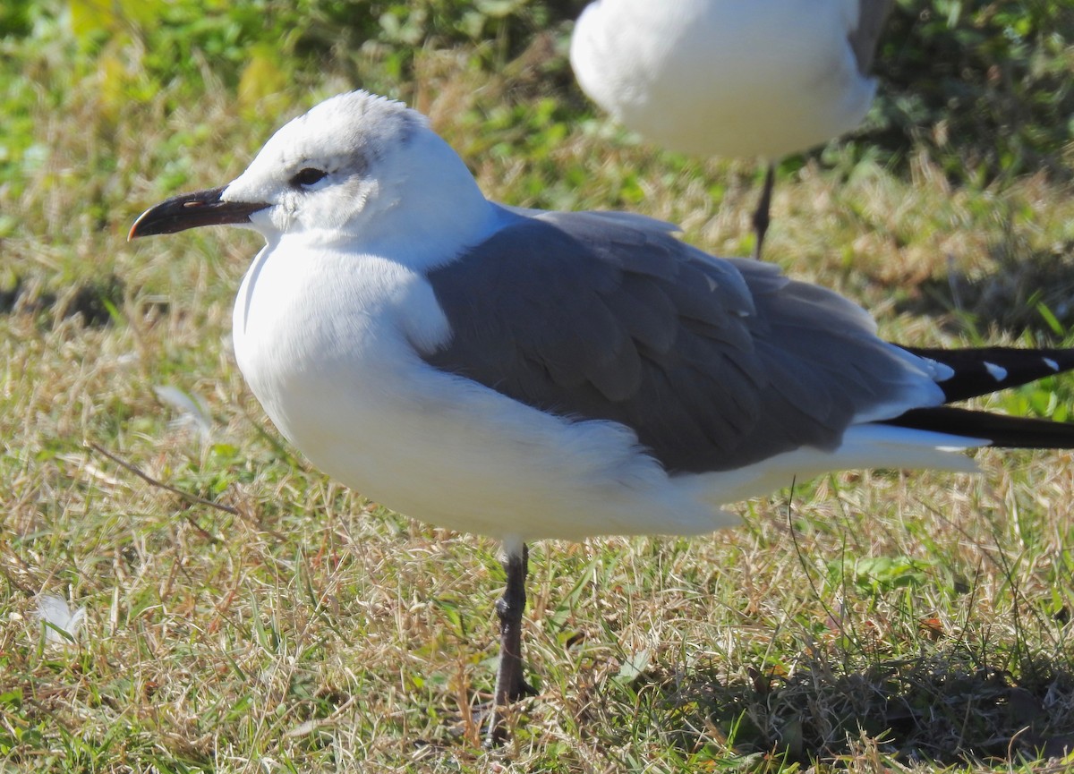 Laughing Gull - Van Remsen