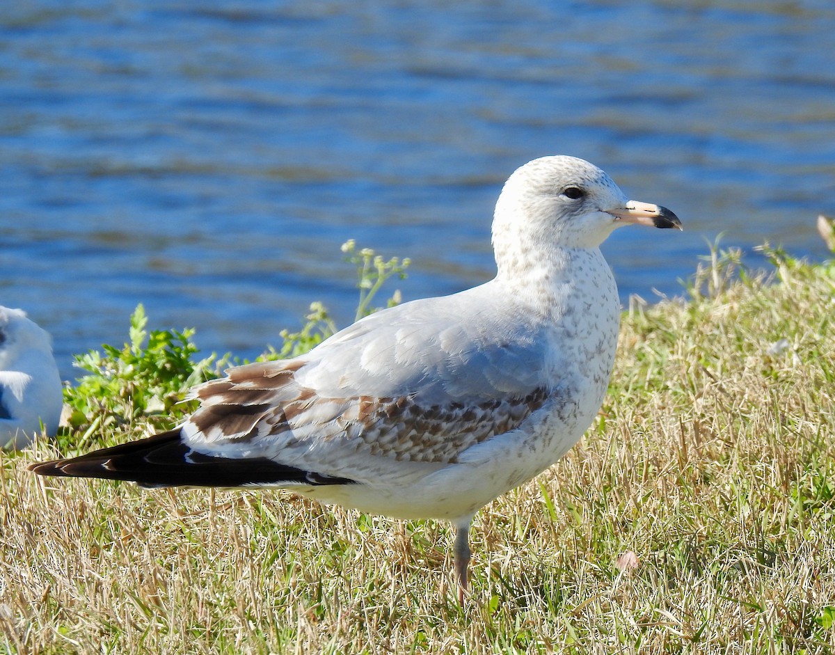 Ring-billed Gull - Van Remsen