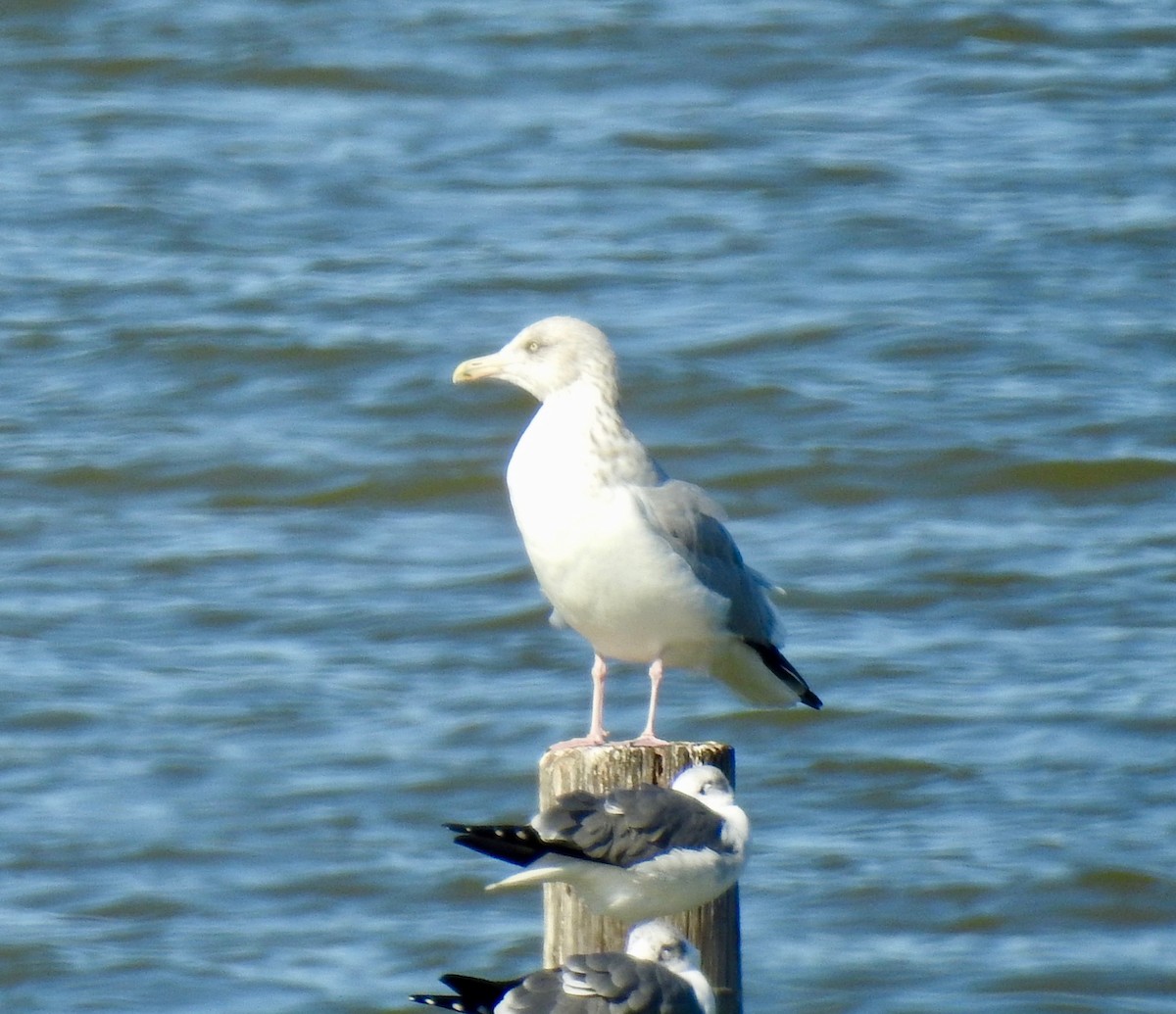 Herring Gull - Van Remsen