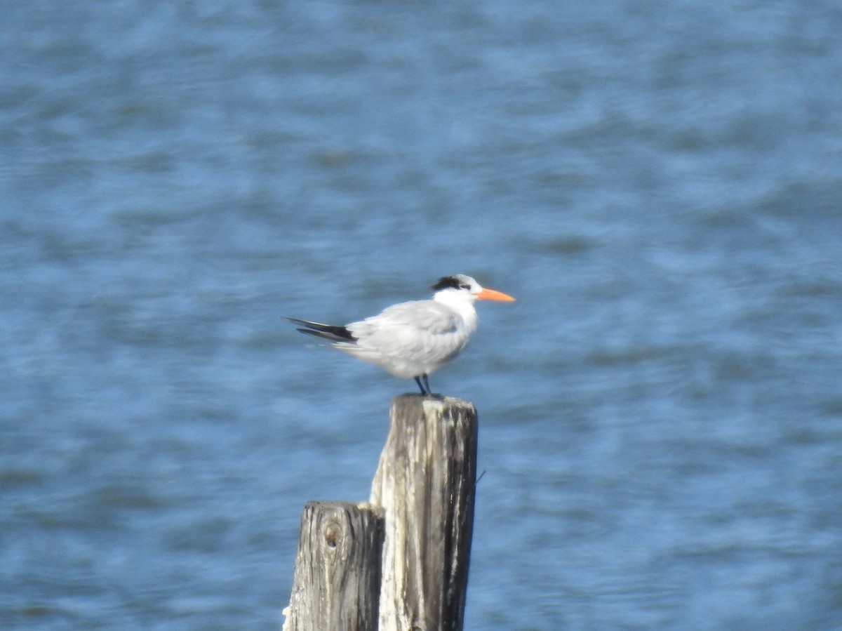 Royal Tern - Van Remsen