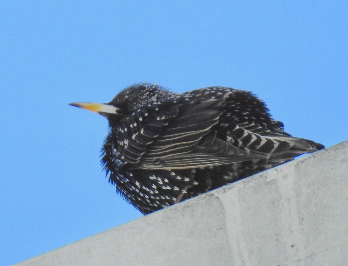 European Starling - ML79724921