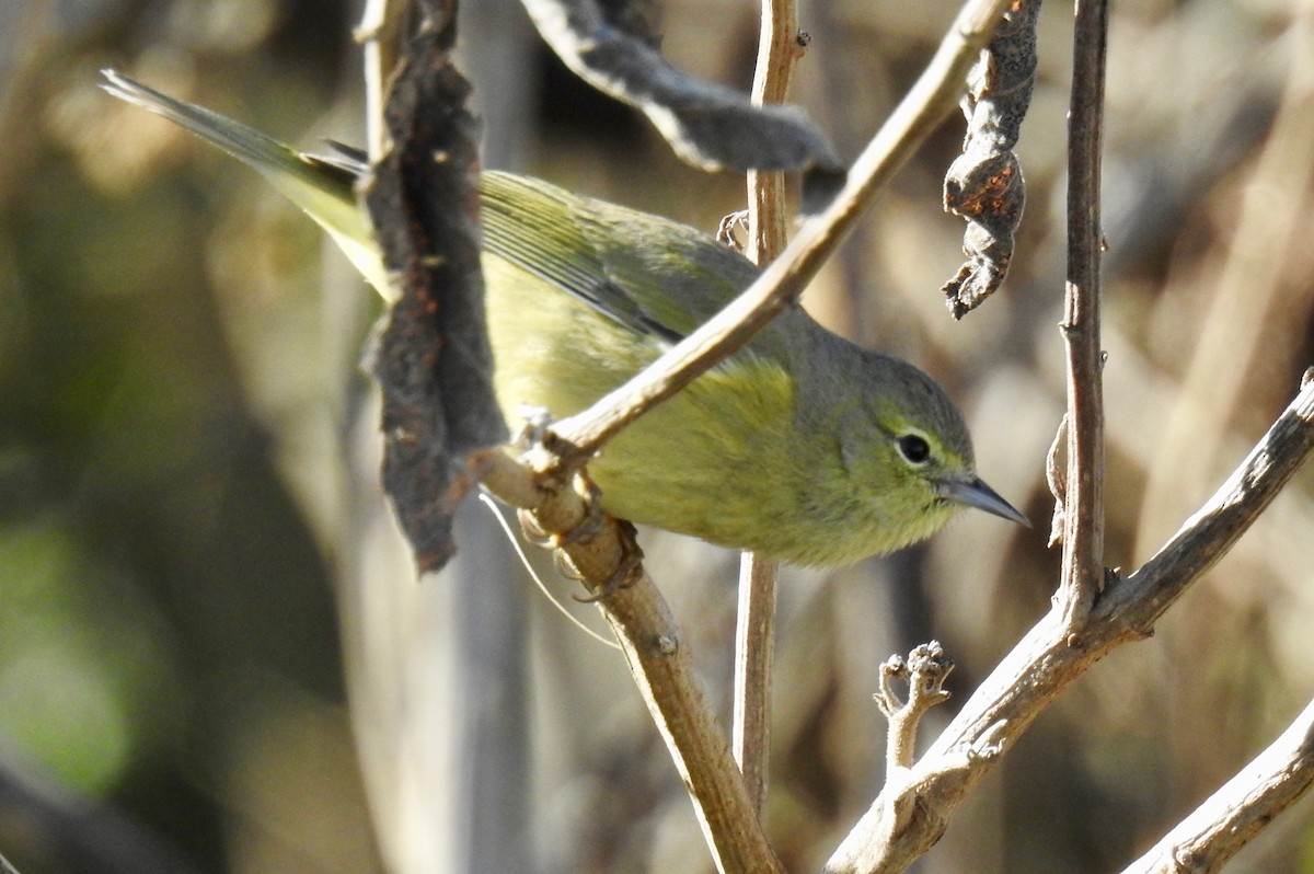 Orange-crowned Warbler - Van Remsen