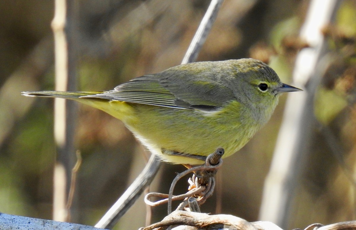 Orange-crowned Warbler - Van Remsen