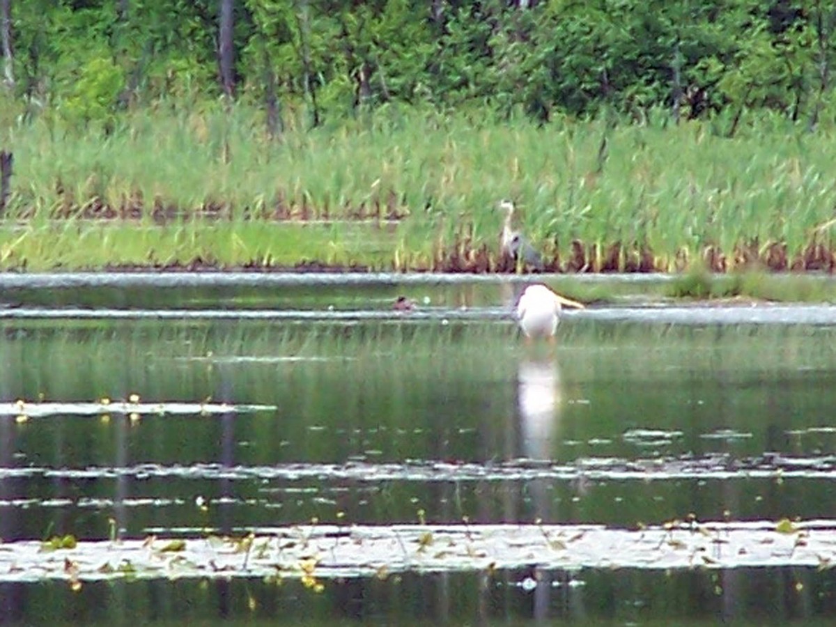 American White Pelican - ML79725311