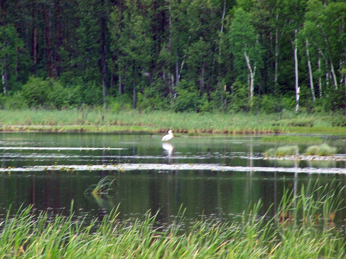 American White Pelican - ML79725321