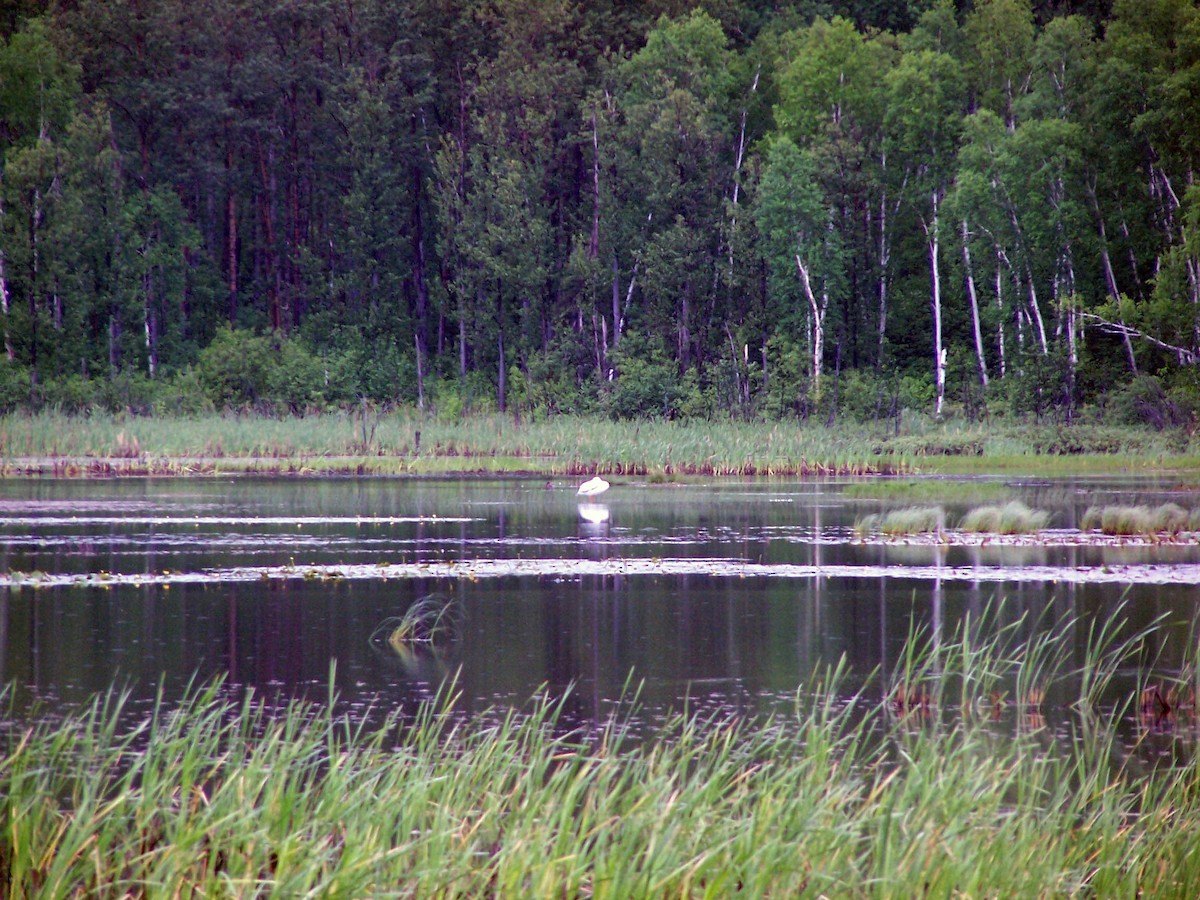 American White Pelican - ML79725341