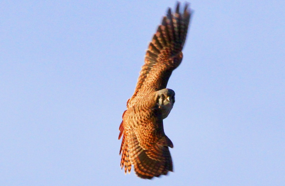 American Kestrel - ML79727681