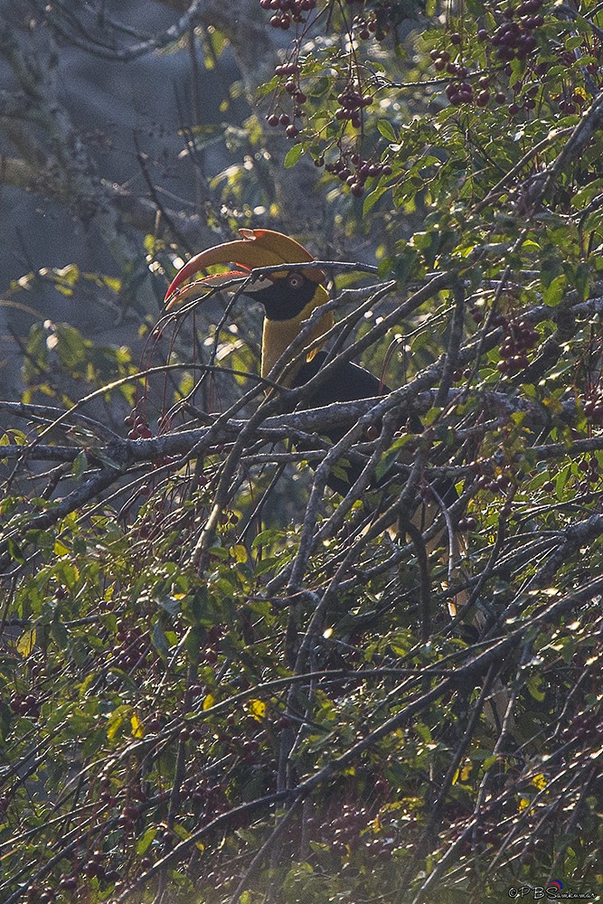 Cálao Bicorne - ML79727761