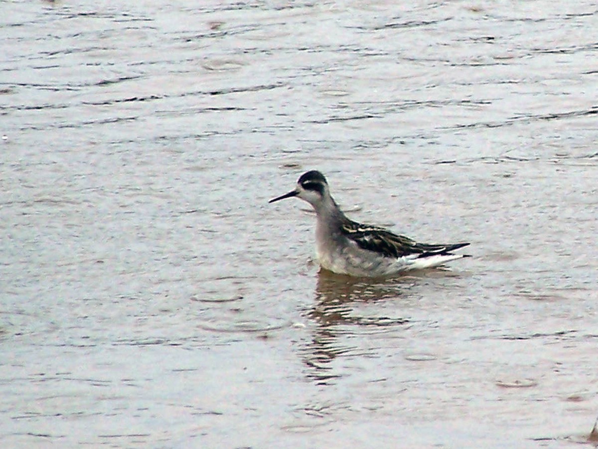 Phalarope à bec étroit - ML79727821