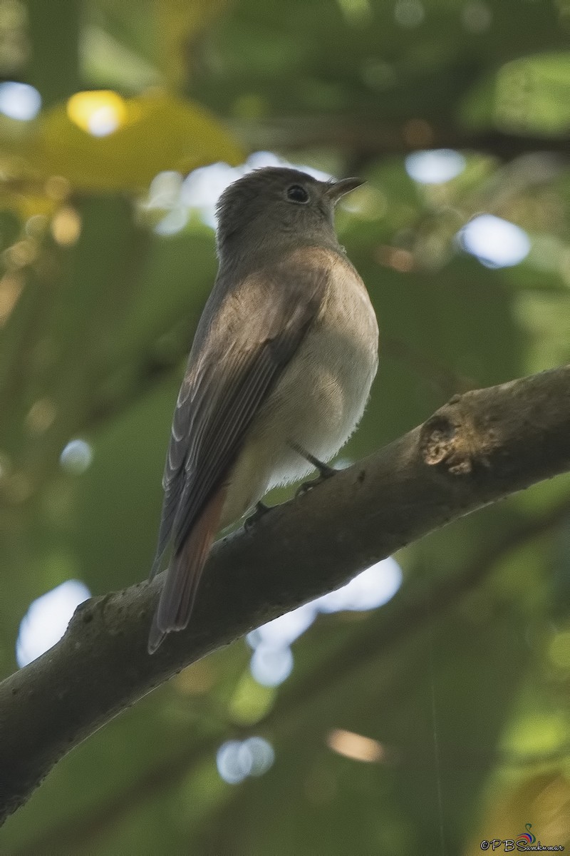 アカオサメビタキ - ML79727901